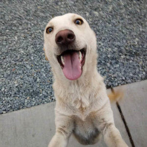 happy gesture white lab/cattle dog tongue out