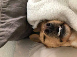 sleepy head under blanket with white clean teeth