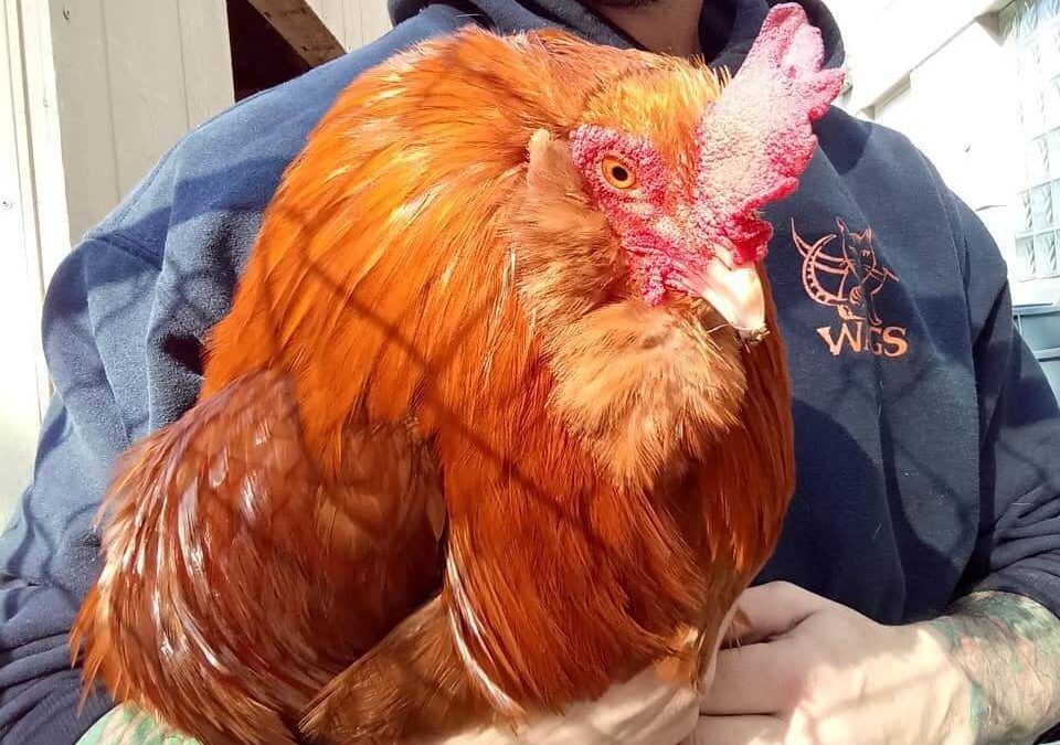 Clucky is such a friendly rooster