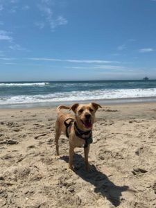 atari dog brown on beach sand