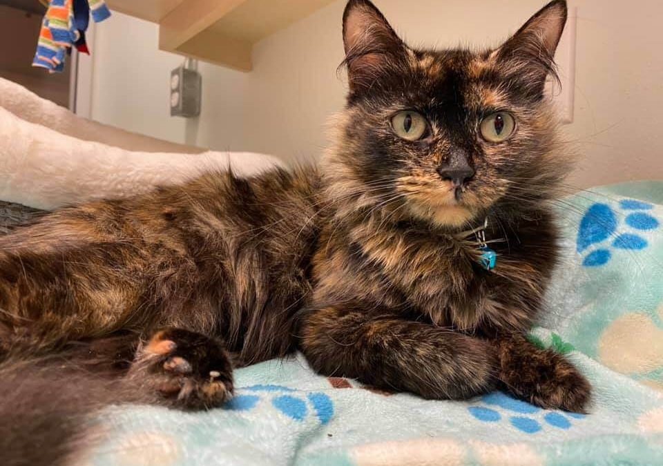 cat brindled tortie good stare