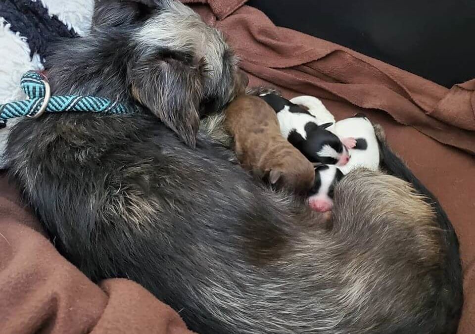 mama eve with new four babies