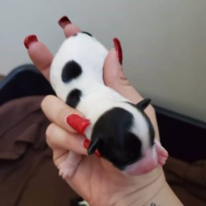 black and white baby dog with two spots