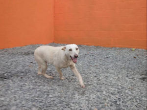 izzy running and excited white dog 1yo