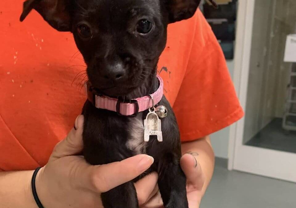 black female chihuahua puppy lost with pink collar