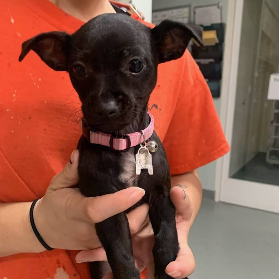 found black chihuahua