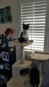 top of cat condo black and white