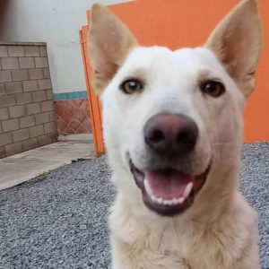 smiling white dog lab cattle mix WAGS