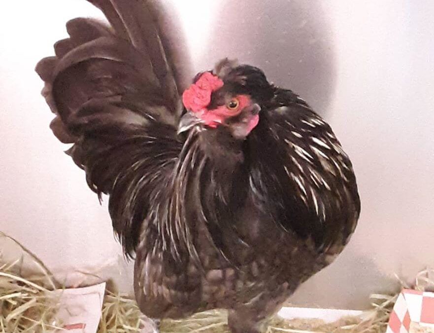 black hen for adoption wags
