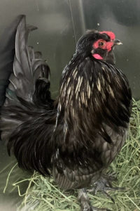kent black rooster side view