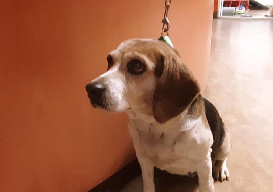 mix beagle female lost and with chain and collar