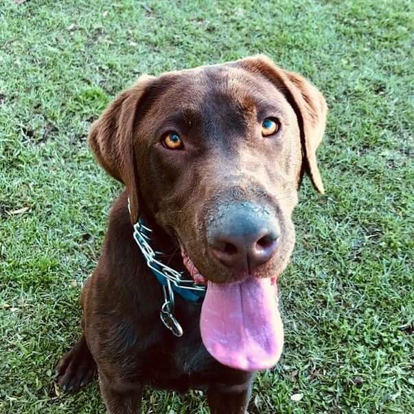 found chocolate lab