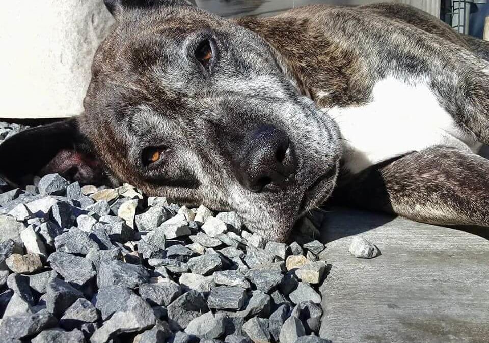 head resting on gravel affectional