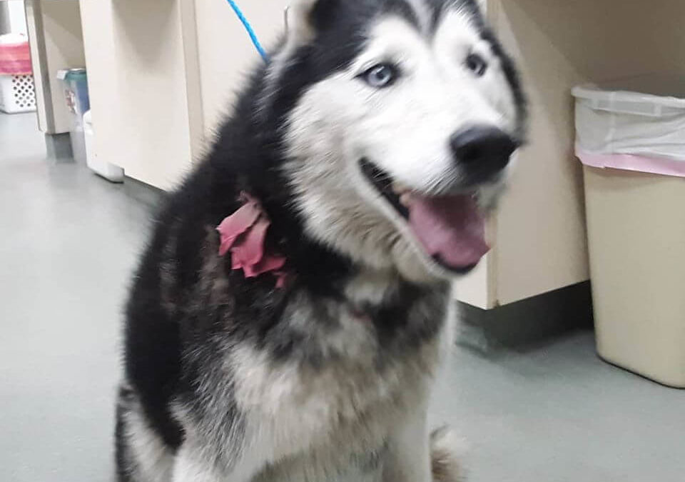 chonky female husky with pink collar