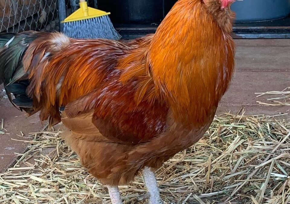 This big handsome rooster is available for adoption