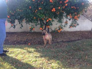 manatee under orange tree