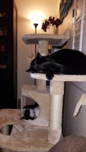 black cat will in a cat condo