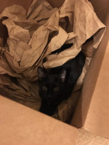 lucine in brown paper in box stretching