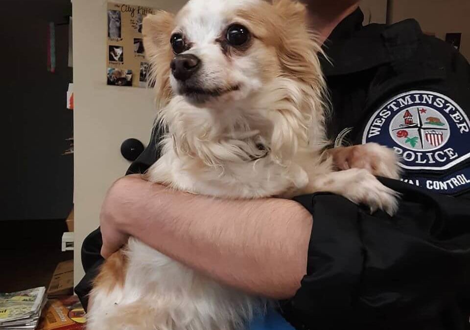 dog lost with police
