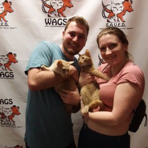 partner adopts two hyper cats wants to play