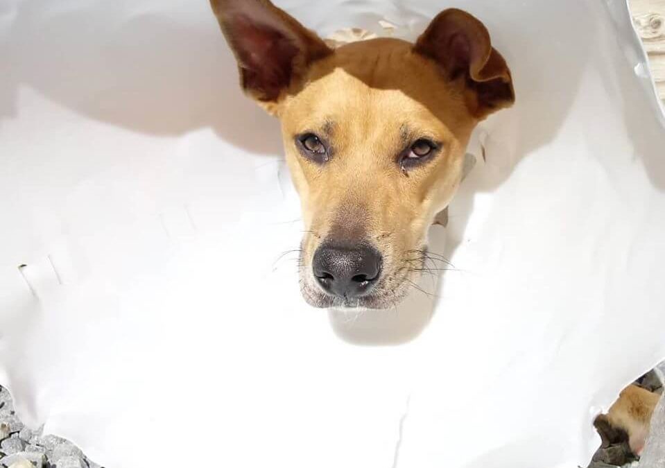 cute head cone protector dog WAGS