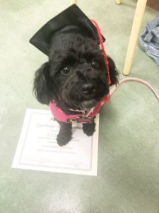 ethel black puppy with toga hat and certificate