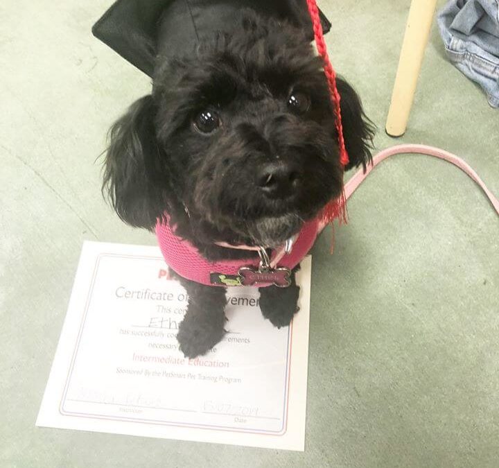 ethel black puppy with toga hat and certificate