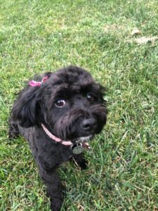 ethel black puppy on grass