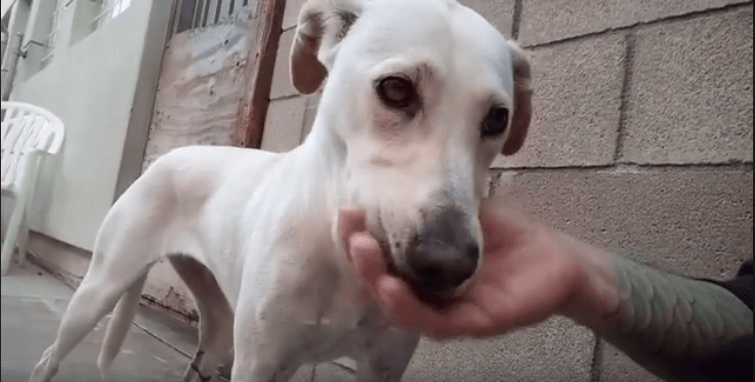 white dog gets pet on mouth