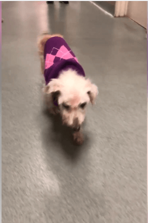 walking and happy dog with violet shirt