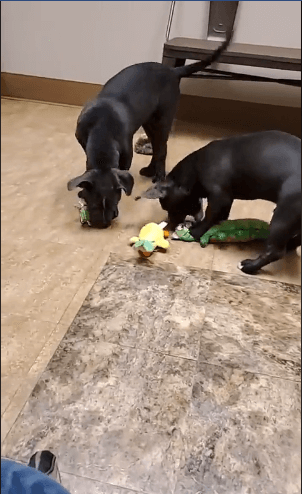 WAGS live pitbull puppies play