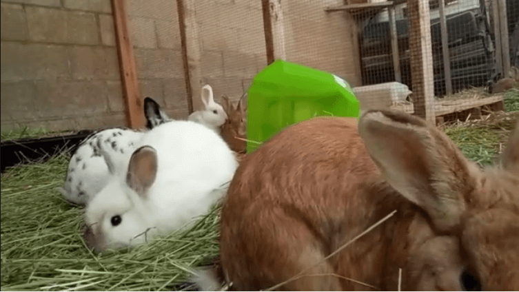 We have some very friendly bunnies looking for homes