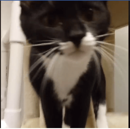 one eared cat vangogh black and white cat