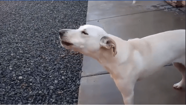 shy and usually quiet afrika full white dog howling