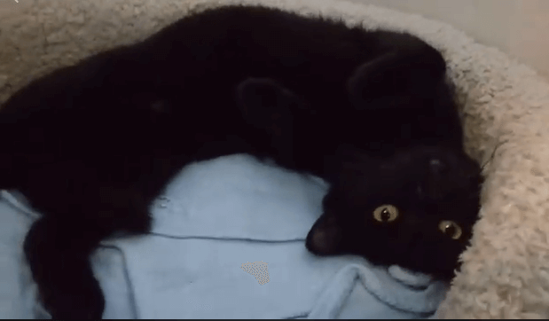 black cat poses curve