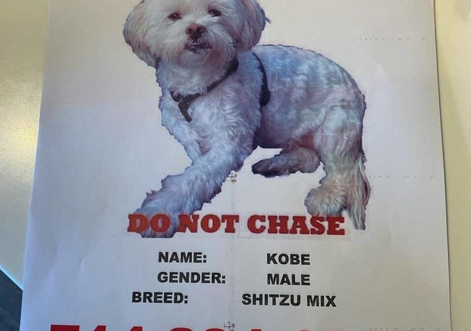 kobe lost dog poster