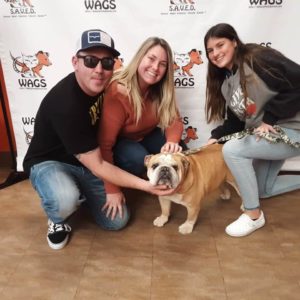 bull dog adopted by family of 3 with daughter