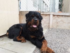 longhaired rottweiler looking new home