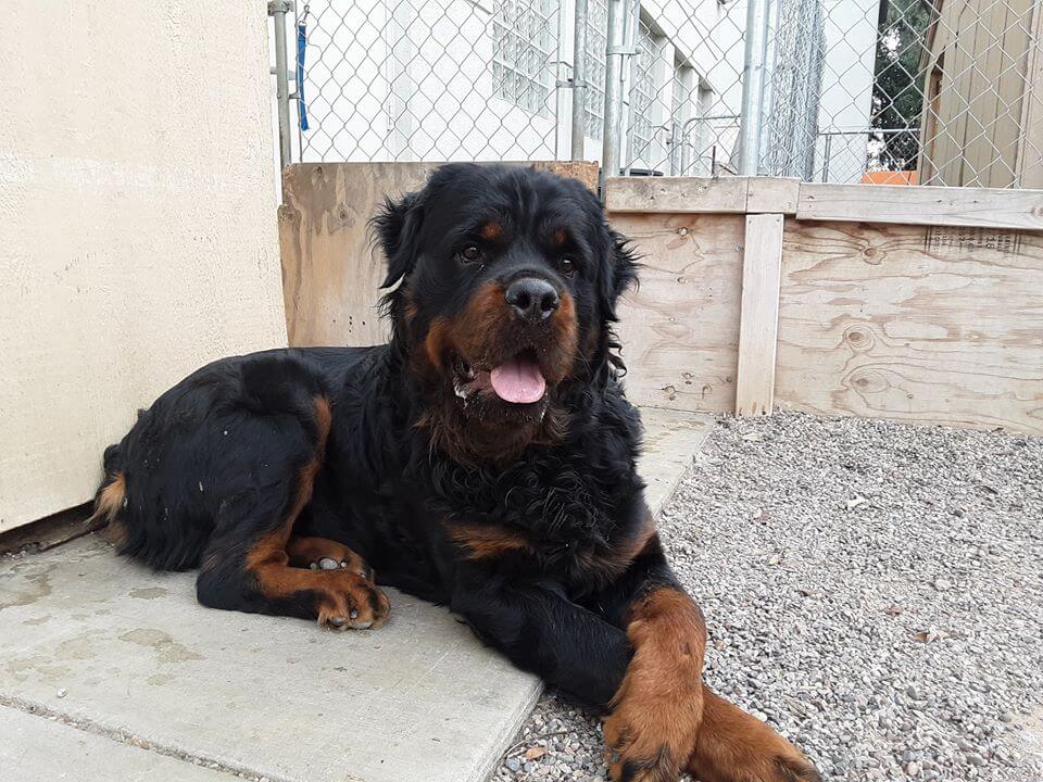 long haired rottie