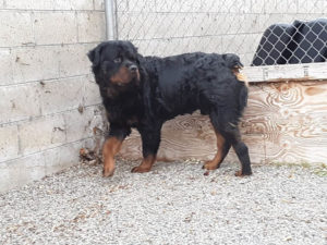 bear 10months old male longhaired rottweiler