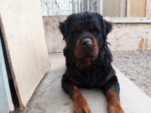 bear longhaired rottweiler front pose