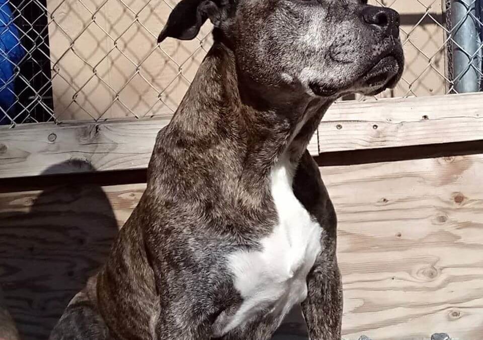 bambam poses looking out to sun WAGS call to action adopt