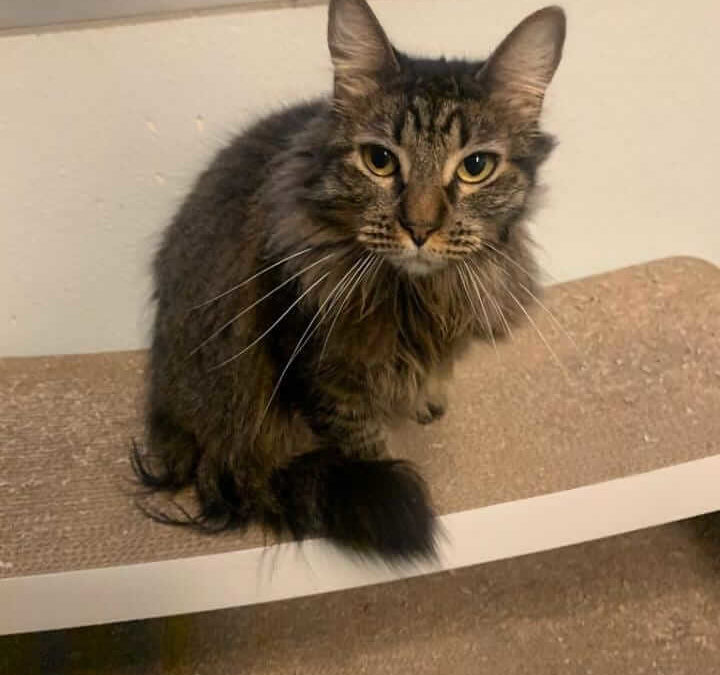 Beautiful Maine Coon mix Fiona is looking for a home