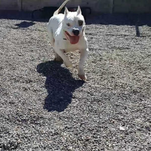 running white pitbull dog backyard gravel WAGS