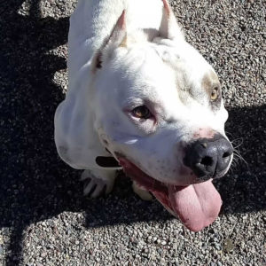 elvis pointet ears tongue out white pitbull WAGS