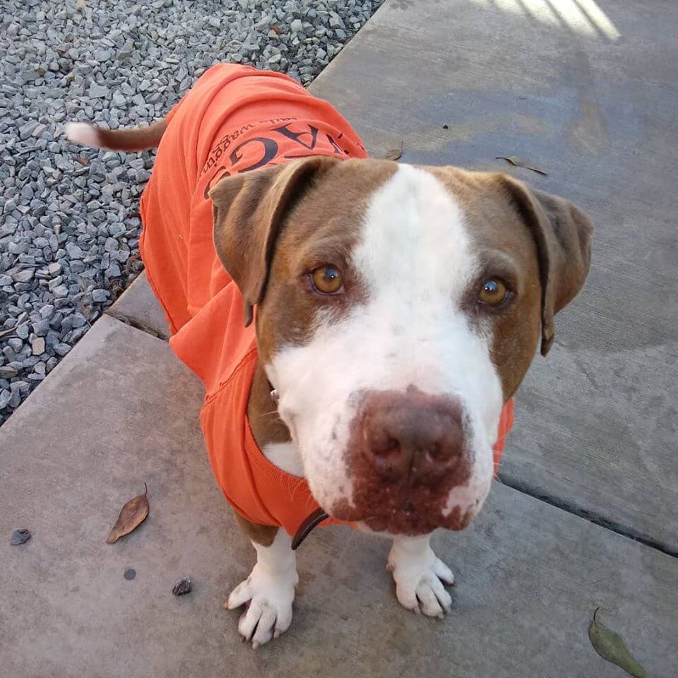 chuck orange shirt pitbull