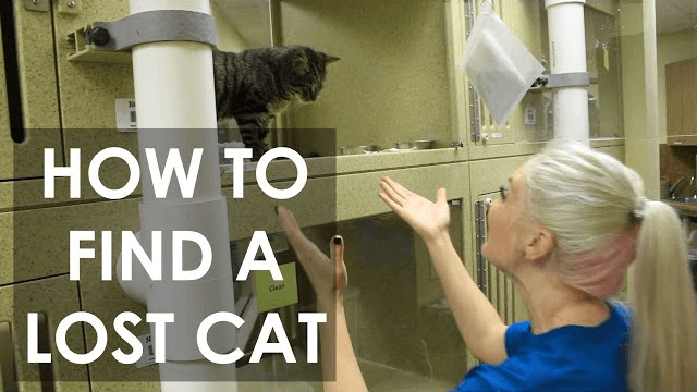 How to find a lost cat 
